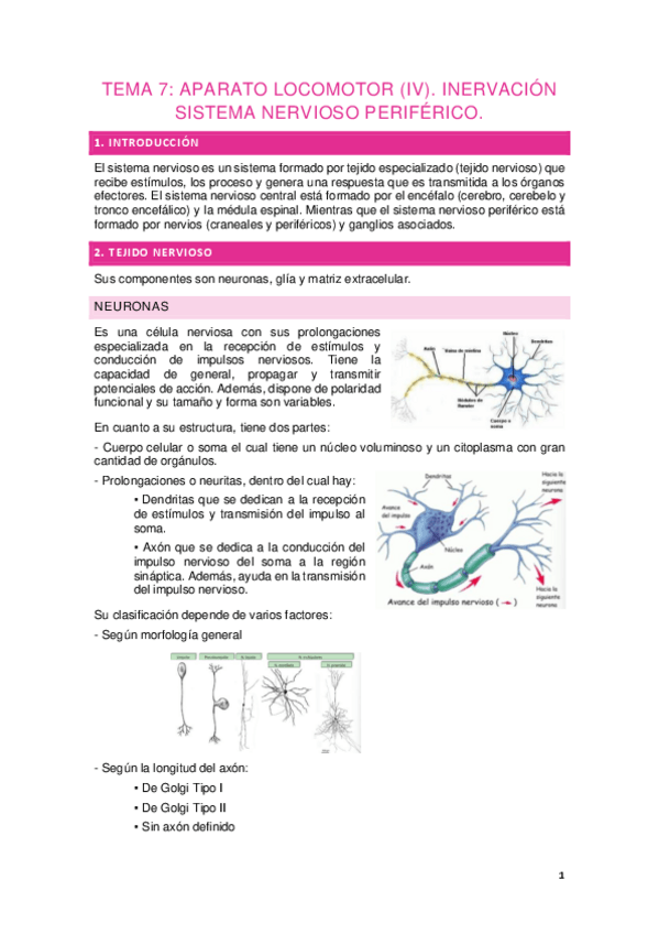 Miniatura del documento Tema-7.-APARATO-LOCOMOTOR-IV.-INERVACION-SISTEMA-NERVIOS-PERIFERICO.pdf