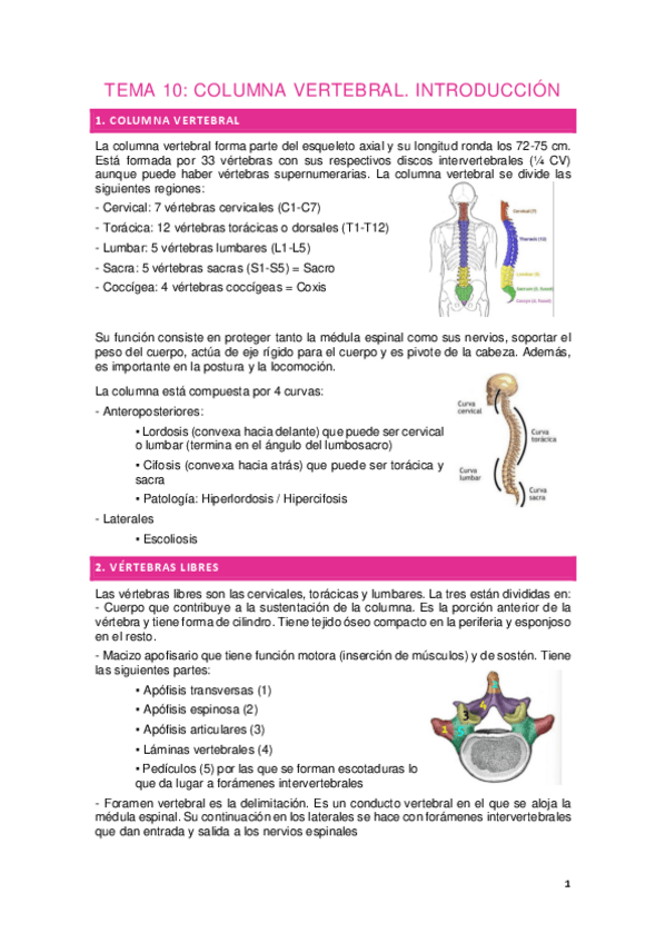 Miniatura del documento Tema-10.-COLUMNA-VERTEBRAL.-INTRODUCCION.pdf