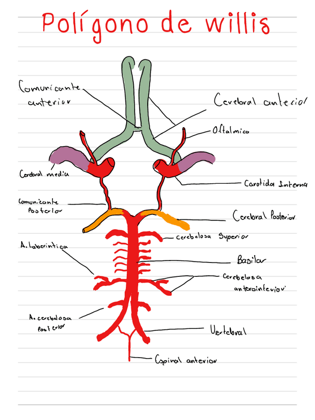 Miniatura del documento Poligono-de-willis.pdf