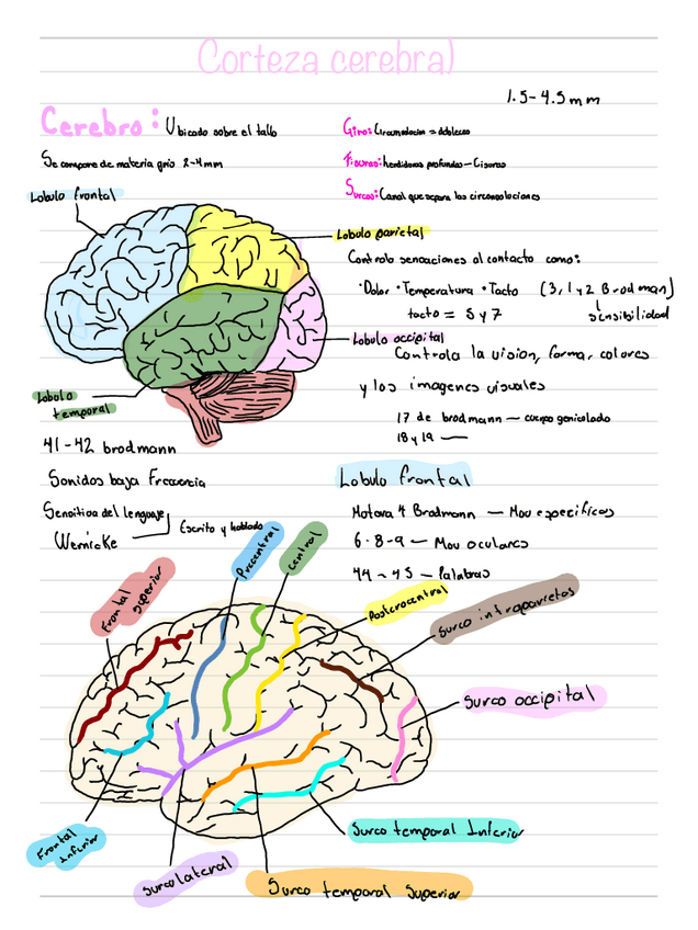 Miniatura del documento corteza-cerebral.pdf
