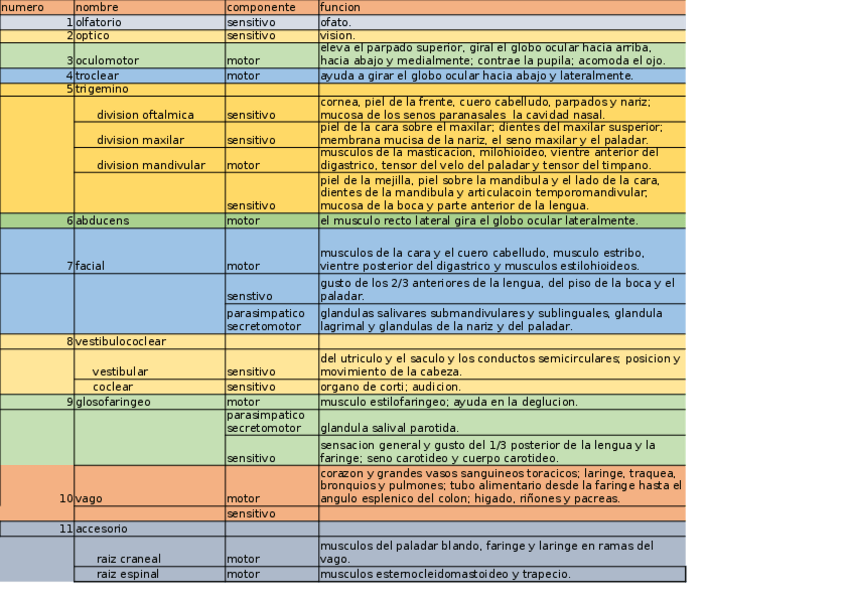 Miniatura del documento pares craneales.xlsx