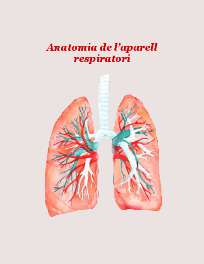Miniatura del documento anato-respi.pdf