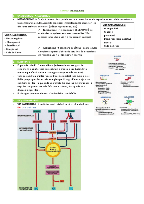 Miniatura del documento TEMA-3-metabolisme.pdf