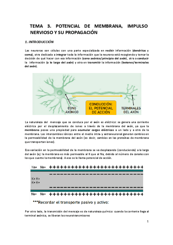 Miniatura del documento Tema-3-Potencial-de-accion.pdf