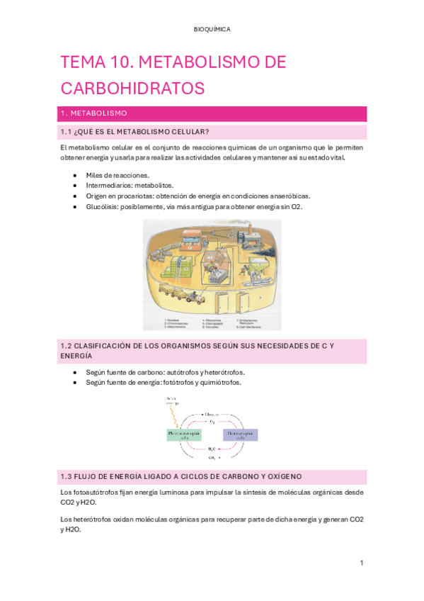 Miniatura del documento TEMA-10.-METABOLISMO-DE-CARBOHIDRATOS.pdf