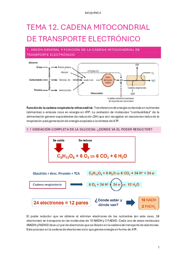 Miniatura del documento TEMA-12.-CADENA-MITOCONDRIAL-DE-TRANSPORTE-ELECTRONICO.pdf