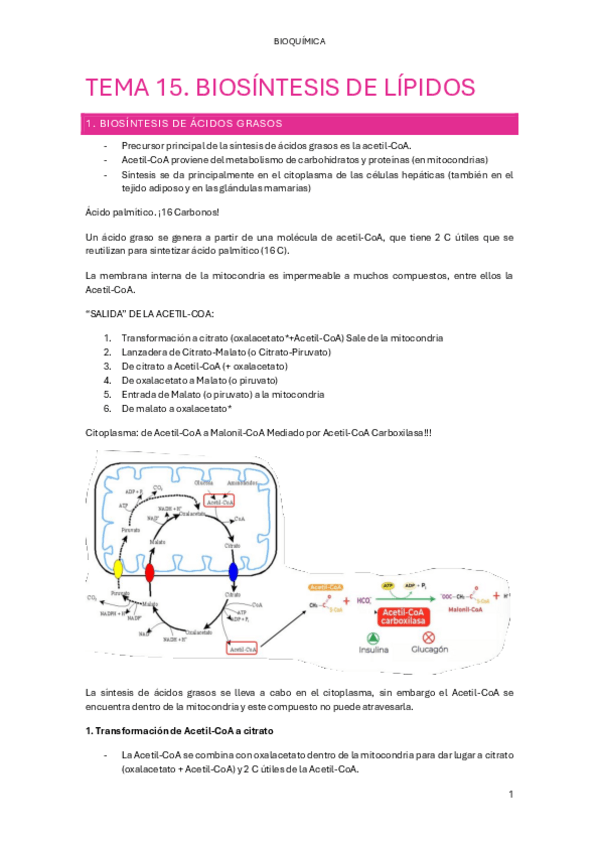 Miniatura del documento TEMA-15.-BIOSINTESIS-DE-LIPIDOS.pdf
