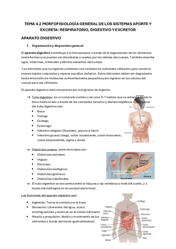 Miniatura del documento Tema-4.2.-Morfofisiologia-de-los-sistemas-aporte-y-excreta.pdf