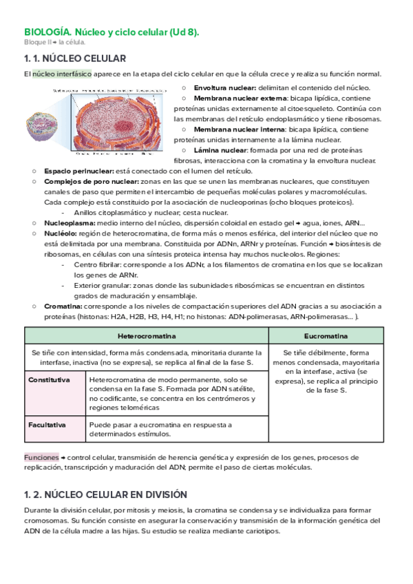 Miniatura del documento biologia-ud-8-nucleo-y-ciclo-celular.pdf