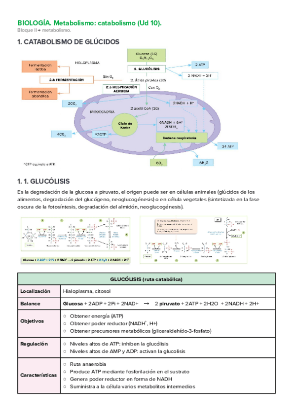 Miniatura del documento biologia-ud-10-catabolismo.pdf
