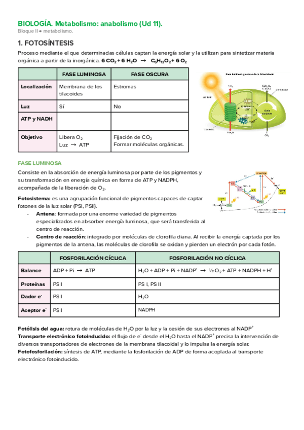 Miniatura del documento biologia-ud-11-anabolismo.pdf