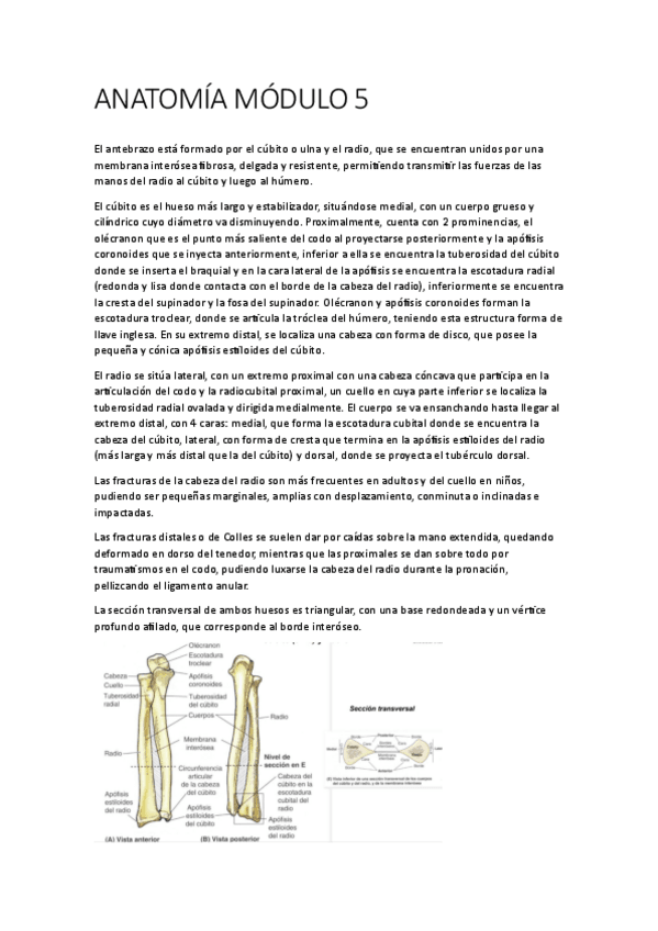 Miniatura del documento ANATOMIA-MODULO-5.pdf