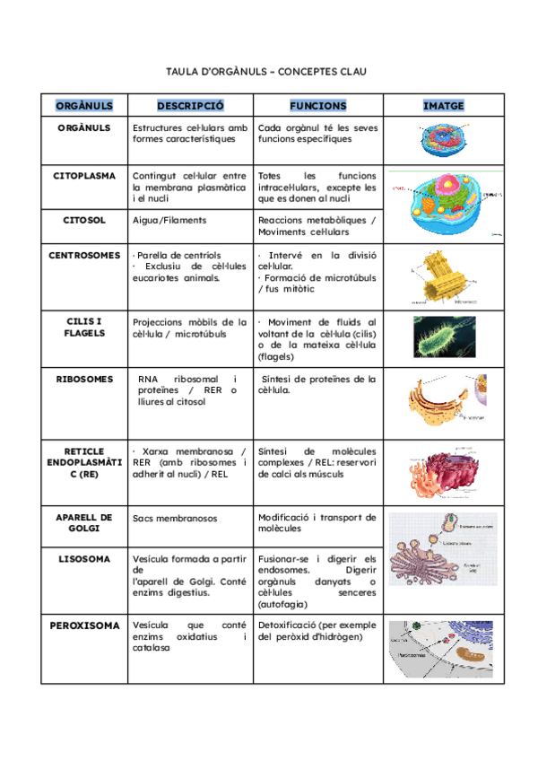 Miniatura del documento TAULA-DORGANULS-CONCEPTES-CLAU.pdf