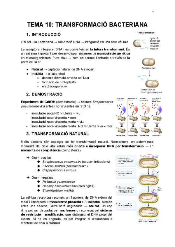 Miniatura del documento tema-10-transformacio-bacteriana-2.pdf