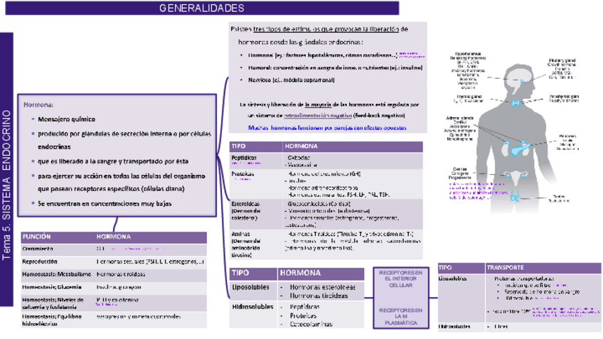 Miniatura del documento Tema 5. SISTEMA  ENDOCRINO 1.pdf