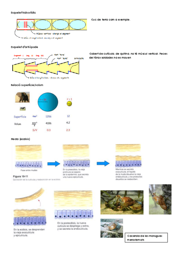 Miniatura del documento 2a part zoologia.pdf