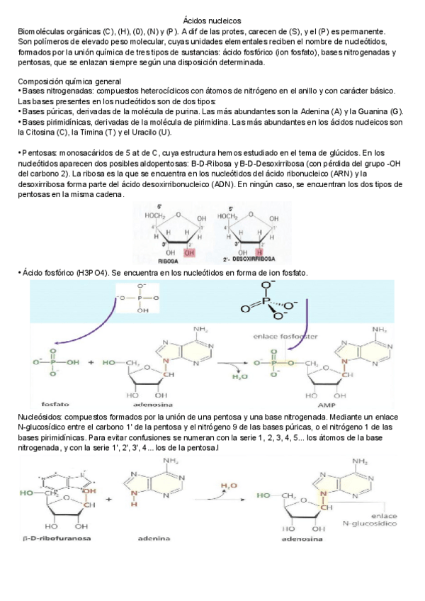 Miniatura del documento Acidos-nucleicos.pdf