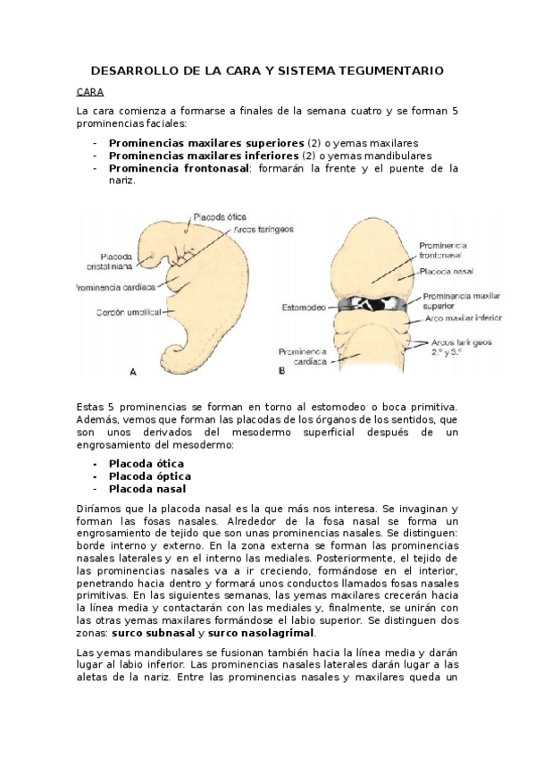 Miniatura del documento DESARROLLO DE LA CARA Y SISTEMA TEGUMENTARIO.docx
