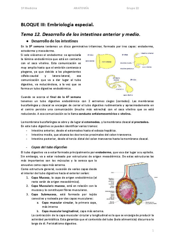 Miniatura del documento DESARROLLO DE LOS INTESTINOS ANTERIOR- MEDIO Y POSTERIOR.pdf