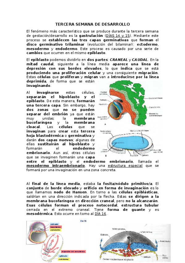 Miniatura del documento TERCERA SEMANA.docx