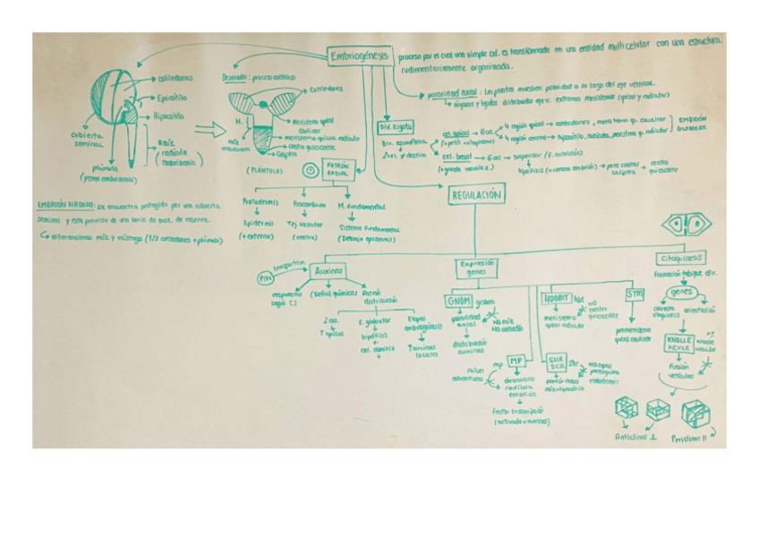 Miniatura del documento Esquema-embriogenesis.pdf