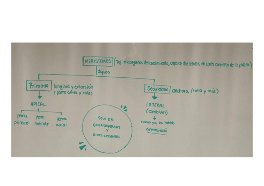 Miniatura del documento Esquema-meristemos.pdf