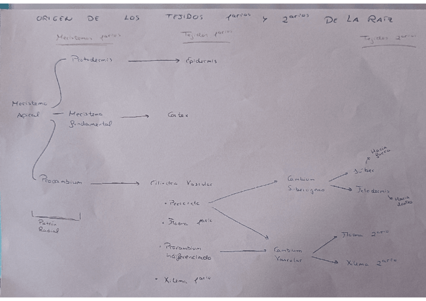 Miniatura del documento Esquema-Tejidos-de-la-Raiz.pdf