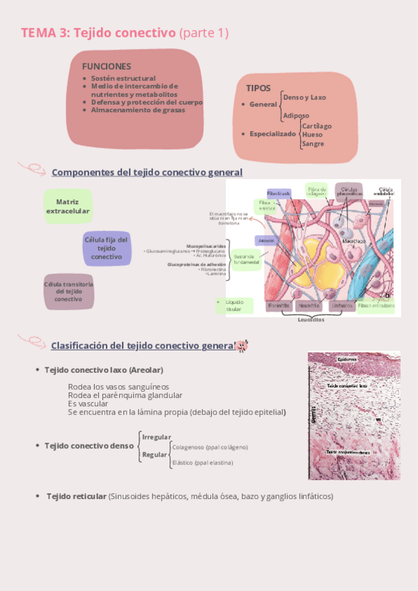 Miniatura del documento Tema-3-Completo-Fisiologia-I.pdf