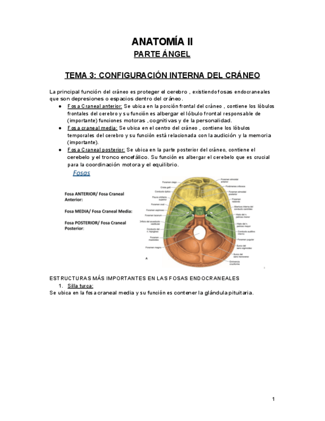 Miniatura del documento Anatomia-II-angel-.pdf.pdf