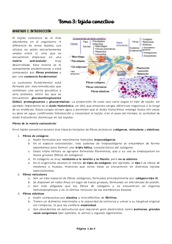 Miniatura del documento Tema-3-Tejido-conectivo.pdf