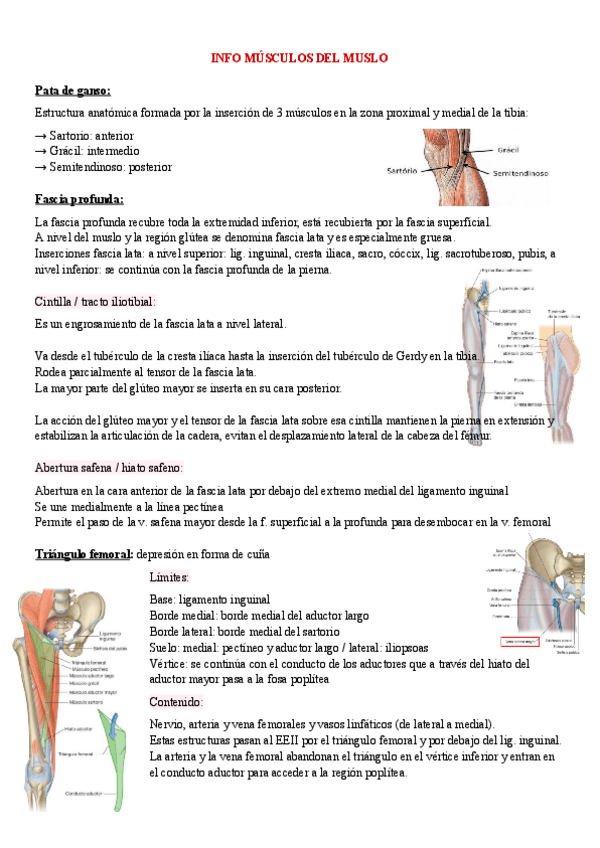 Miniatura del documento anatomia-info-musculos-del-muslo-1o-med-1.pdf