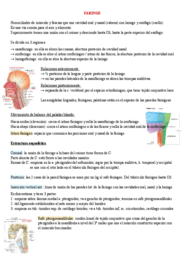 Miniatura del documento anatomia-faringe-1o-med-1.pdf