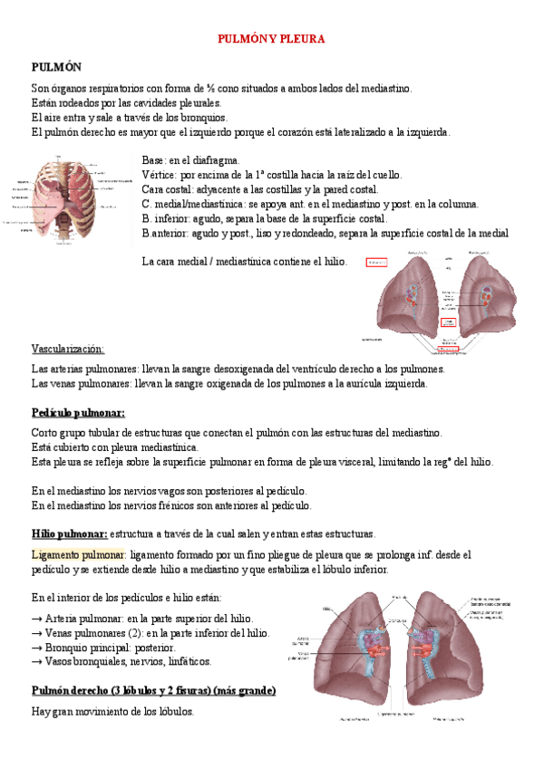 Miniatura del documento anatomia-I-pulmon-y-pleura-1o-med-1.pdf