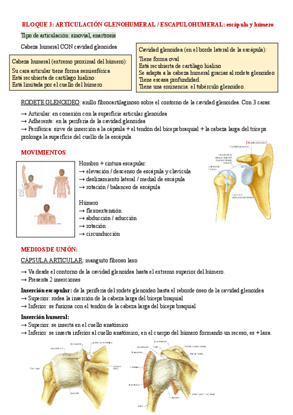 Miniatura del documento anatomia-articulacion-escapulo-humeral-1o-med-1.pdf
