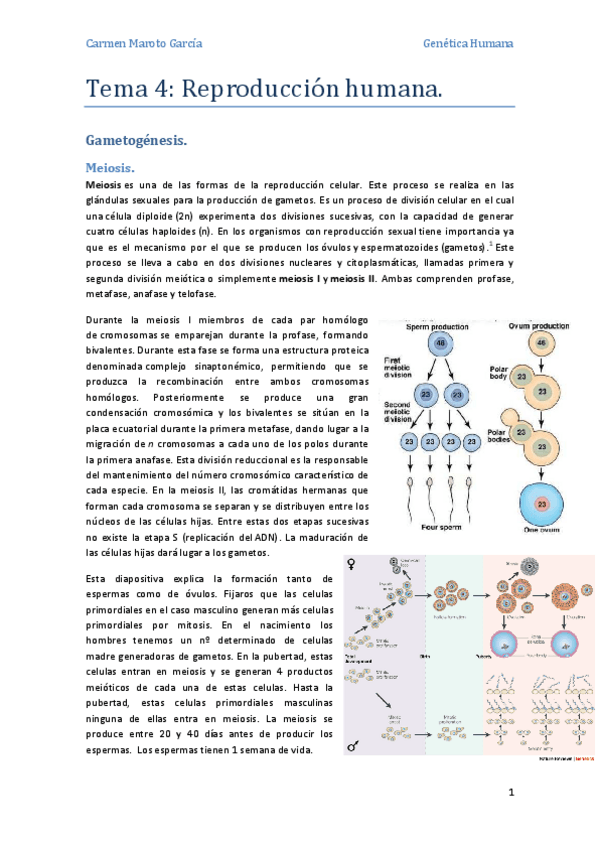 Miniatura del documento Tema 4 - Reproducción humana..pdf