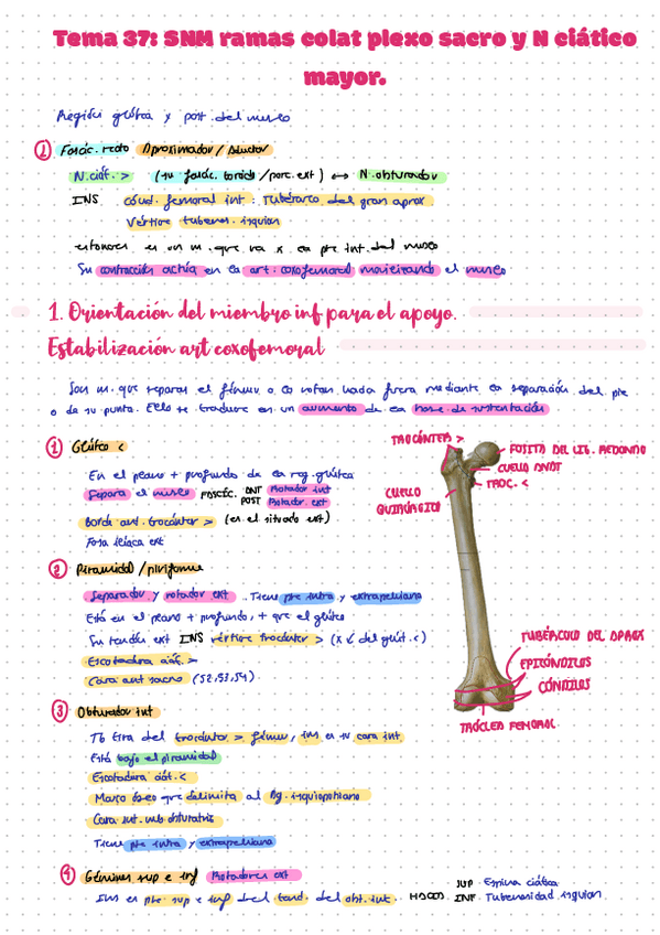 Miniatura del documento Leccion-37-SNM-ramas-colat-plexo-sacro-y-N-ciatico-mayor..pdf