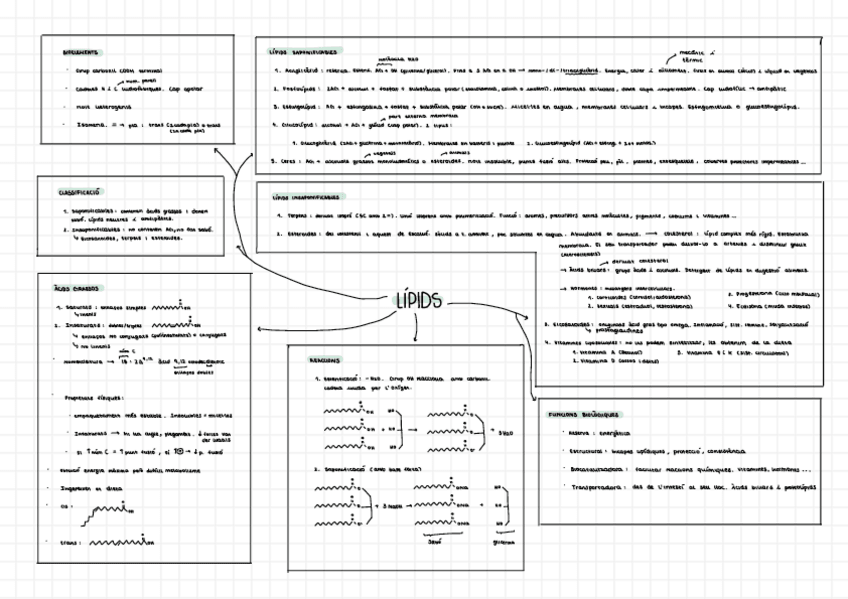 Miniatura del documento Esquema-Lipidos-Bioquimica.pdf