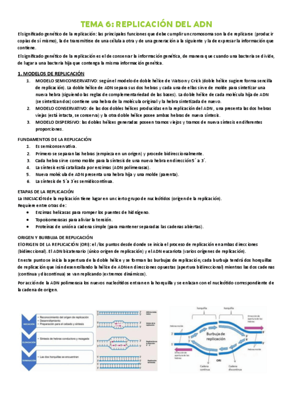 Miniatura del documento TEMA-6-REPLICACION-DEL-ADN.pdf