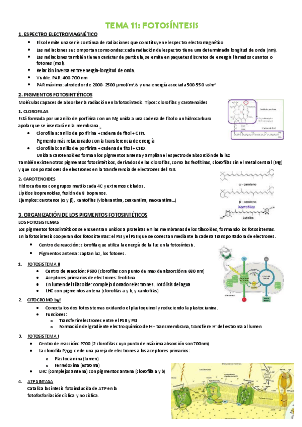 Miniatura del documento TEMA-11-FOTOSINTESIS.pdf