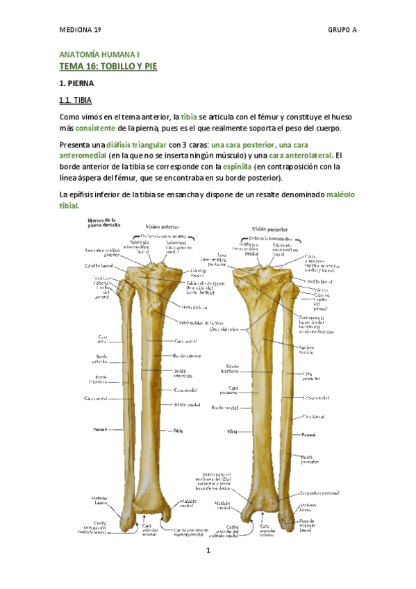 Miniatura del documento TEMA 16 - TOBILLO Y PIE.pdf