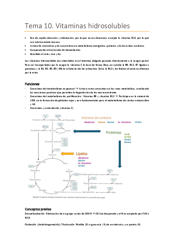 Miniatura del documento Tema-10.-Vitaminas-hidrosolubles.pdf