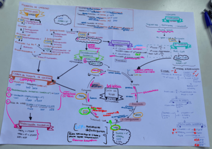 Miniatura del documento Metabolismo-Completo.pdf