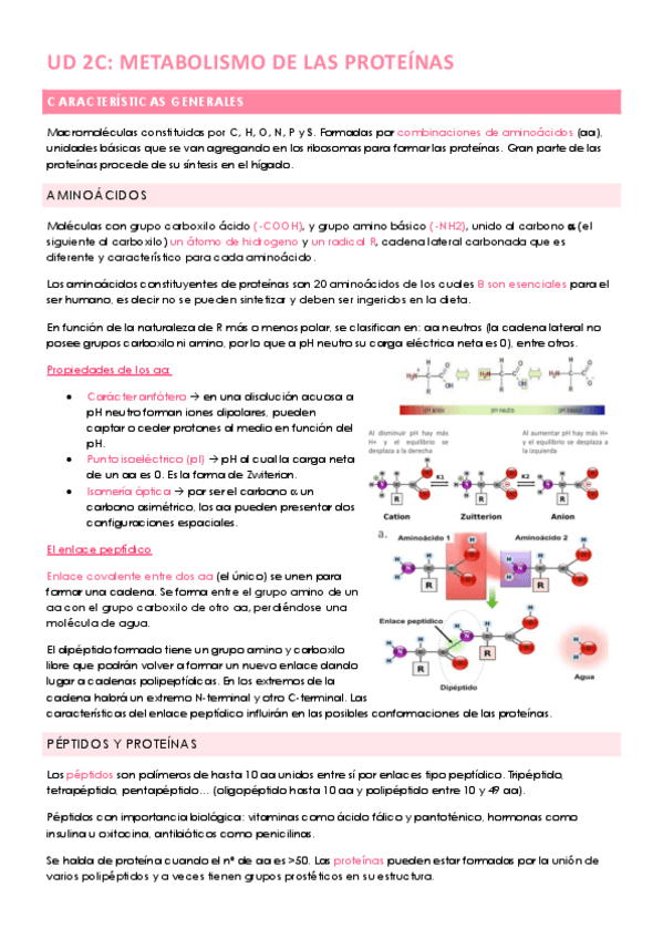 Miniatura del documento UD-2C-METABOLISMO-DE-LAS-PROTEINAS.pdf