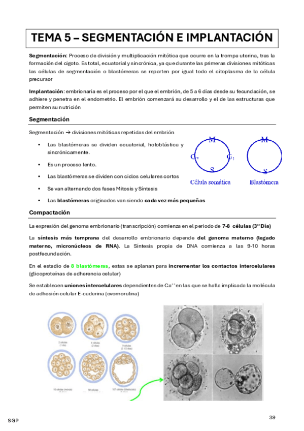 Miniatura del documento EMBRIO TEMA-5-SEGMENTACION-E-IMPLANTACION.pdf