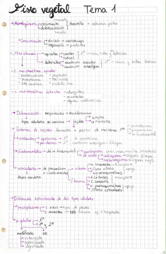 Miniatura del documento Esquemas-conceptos-parcial-1.pdf