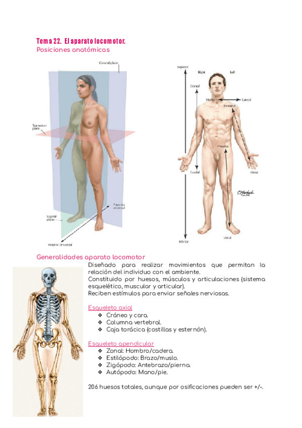 Miniatura del documento Tema-23.-Aparato-locomotor.pdf