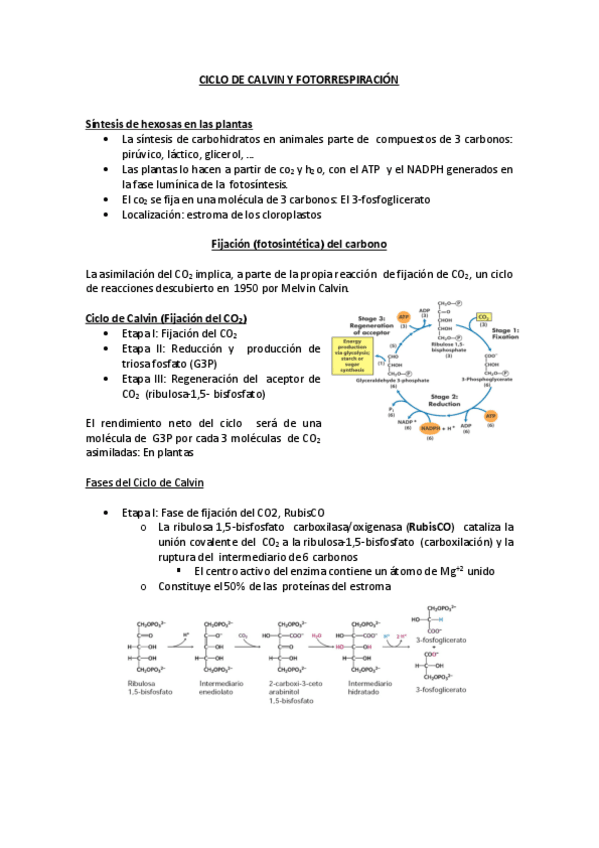 Miniatura del documento 7.CICLO DE CALVIN Y FOTORRESPIRACIÓN.pdf