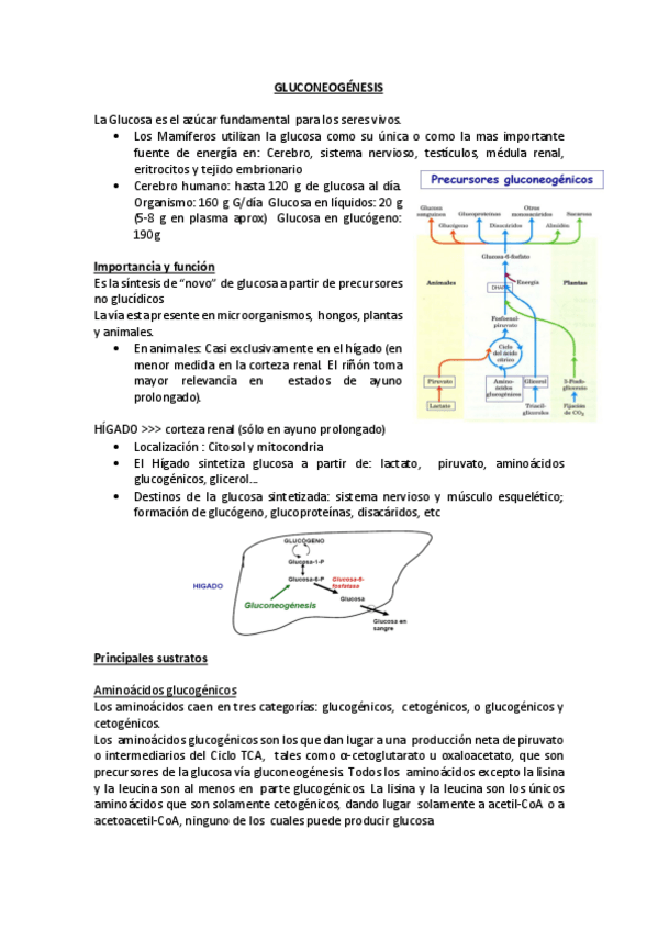 Miniatura del documento 4.GLUCONEOGÉNESIS.pdf