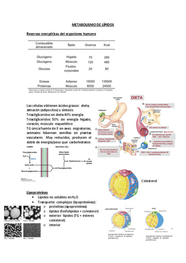 Miniatura del documento 11.CATABOLISMO DE LÍPIDOS.pdf