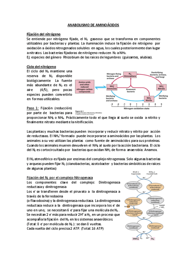 Miniatura del documento 14.ANABOLISMO DE AMINOÁCIDOS.pdf